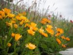 Orange Mesembryanthemums Flowering Near The Beach In Southwold Stock Photo