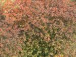 Autumn Tree Foliage Texture Stock Photo