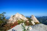 Flowers On Bukhansan Mountains, South Korea Stock Photo