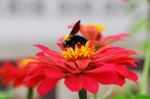 Wasp On Flower Stock Photo