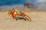 Sally Lightfoot Crab On Galapagos Islands Stock Photo