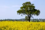 Rape In The Essex Countryside Stock Photo