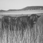 Highland Cow On The Farm Stock Photo