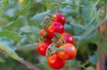 Plantation Of Tomatoes In The Organic Garden Stock Photo