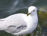 Beautiful Isolated Imahe With A Ring-billed Gull Stock Photo