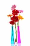 Colorful Gerbera Flowers Stock Photo