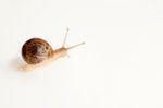 Snail  Stock Photo