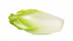 Fresh Chicory Isolated On A White Background Stock Photo