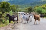 Herd Of Mountain Goats Walking On Road Stock Photo