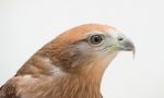 Young Brahminy Kite Or Red-backed Sea-eagle Stock Photo