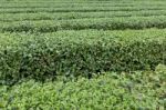 Row Of Tea Tree Close Up View Stock Photo