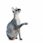 Black Or Blue Canadian Sphynx Cat With Green Eyes Isolated On A Stock Photo