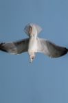 Seagull In The Sky Stock Photo