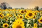 Field Of Sunflowers With Blue Sky. A Sunflower Field At Sunset,w Stock Photo