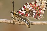 Spanish Festoon Butterfly (zerynthia Rumina) Stock Photo