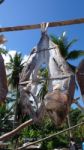 Dried Fish Stock Photo