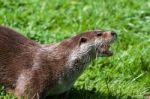 Eurasian Otter (lutra Lutra) In Natural Habitat Stock Photo