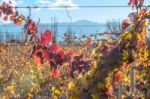 Sunny Autumn Vineyard. Mendoza Stock Photo