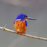 Male Blue-eared Kingfisher Stock Photo