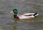 Beautiful Picture With A Mallard Swimming In Lake Stock Photo