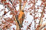 American Southern Bald Eagle Stock Photo