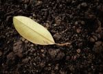 Dry Leaf On Soil Stock Photo