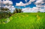 Rice Fields In Bali Island, Indonesia Stock Photo