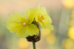 
Xyridaceae Beautiful Field Full Of Yellow Macro For Details Stock Photo