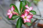 Pink Flowers Stock Photo