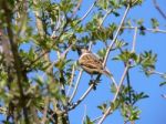 Sparrow Stock Photo