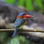 Male Banded Kingfisher Stock Photo