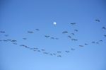 Many Flamingos On The Sky Stock Photo