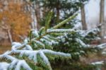 Fir Branches Covered With Snow Stock Photo