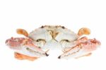 Blue Crab,isolated On White Background Stock Photo