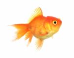 Gold Fish Isolation On The White Stock Photo