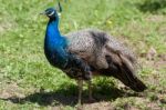 Peacock (pavo Cristatus) Stock Photo