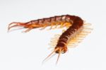 Centipede Stock Photo