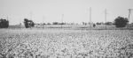 Cotton Field In The Countryside Stock Photo