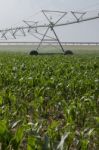 Irrigation Of Corn Field Stock Photo