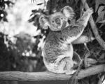 Koala In A Eucalyptus Tree. Black And White Stock Photo