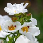 Cistus Lucitanica Decumbens Stock Photo