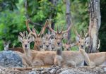 Eld's Deer Stock Photo