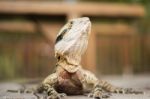 Water Dragon Outside During The Day Stock Photo