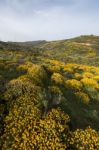 Landscape With Ulex Densus Shrubs Stock Photo