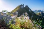 Flowers On Bukhansan Mountains, South Korea Stock Photo