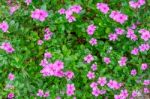 Beautiful Spring Garden Pink Flower Background Stock Photo