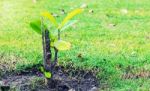 Planted Growing In The Garden Stock Photo