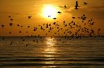 Bird Over Sea On Morning Time Stock Photo