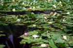 Lily Pads Stock Photo