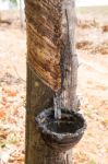 Old Rubber Tree Farm At Thailand As A Source Of Natural Rubber Stock Photo